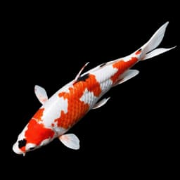 Koi Fish